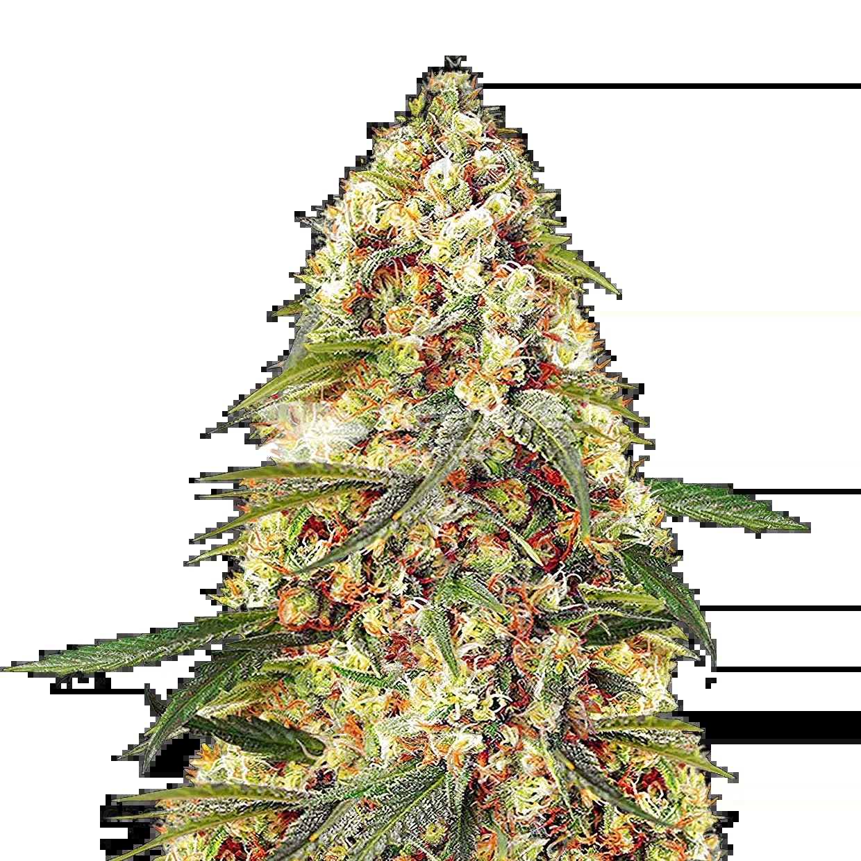 Banana Zkittlez Seeds