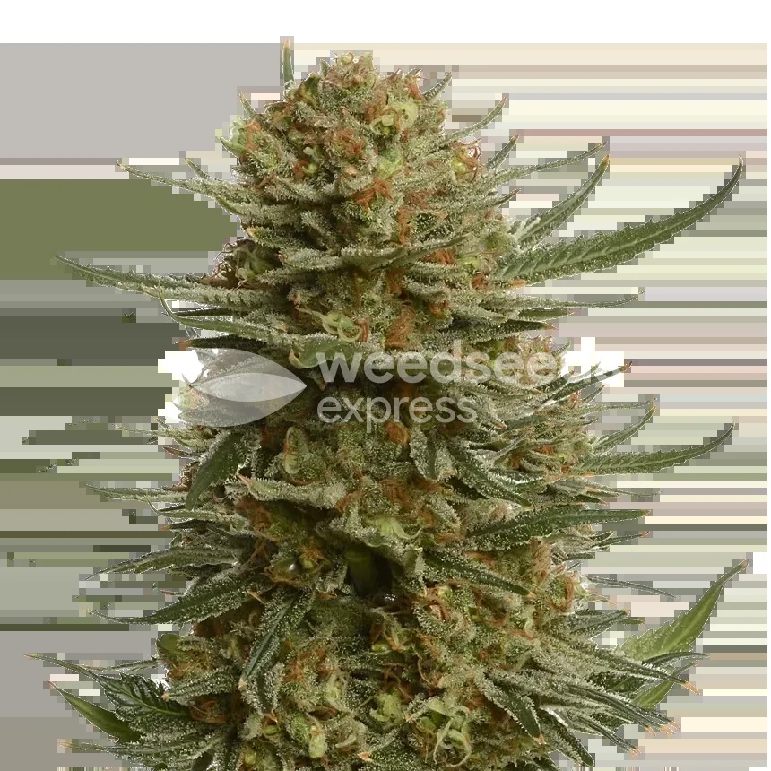 Berner's Cookies Seeds