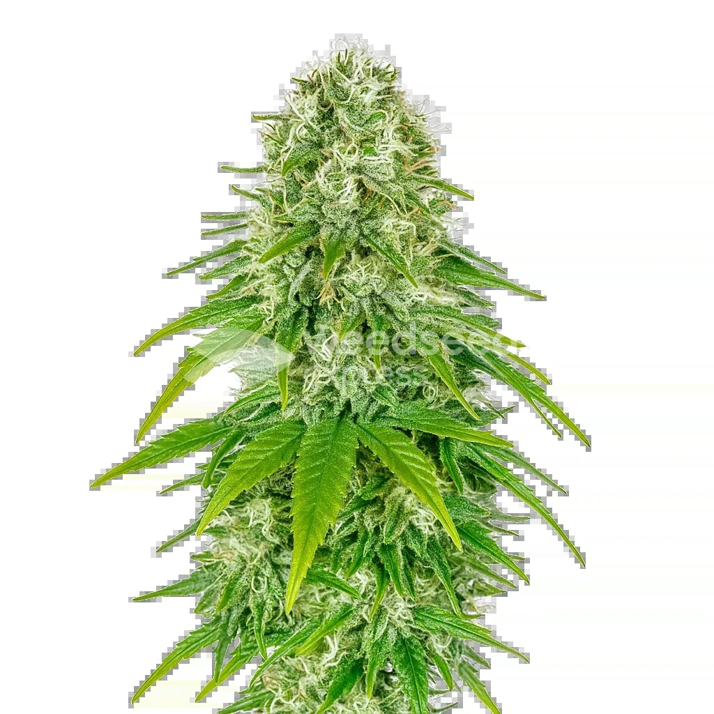 Big Bud Auto Seeds