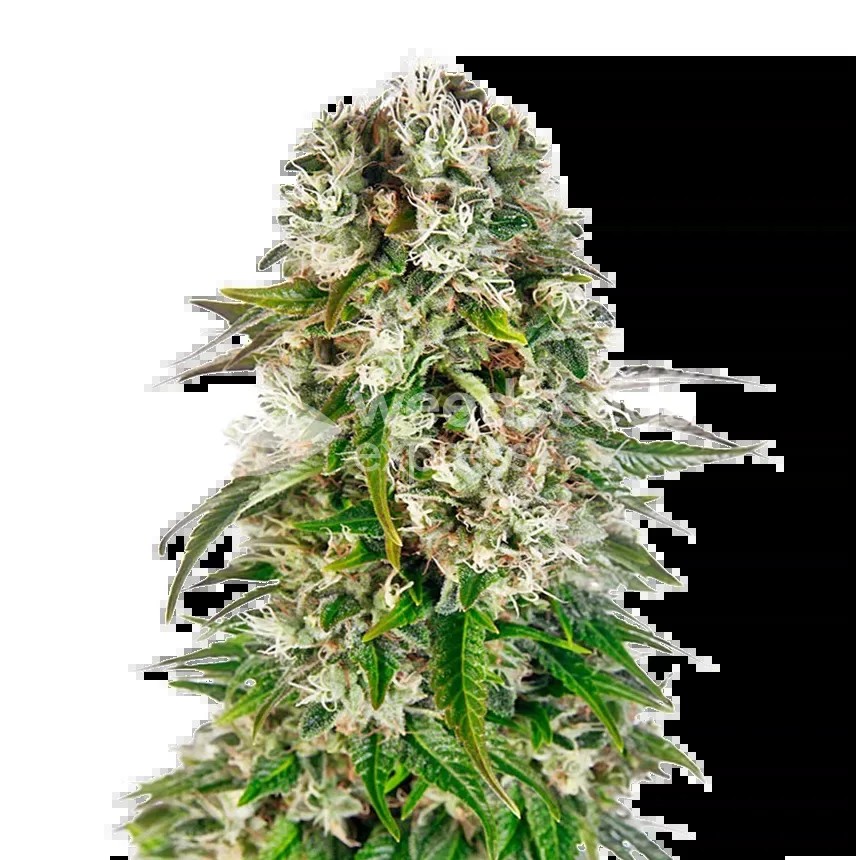 Big Bud Seeds