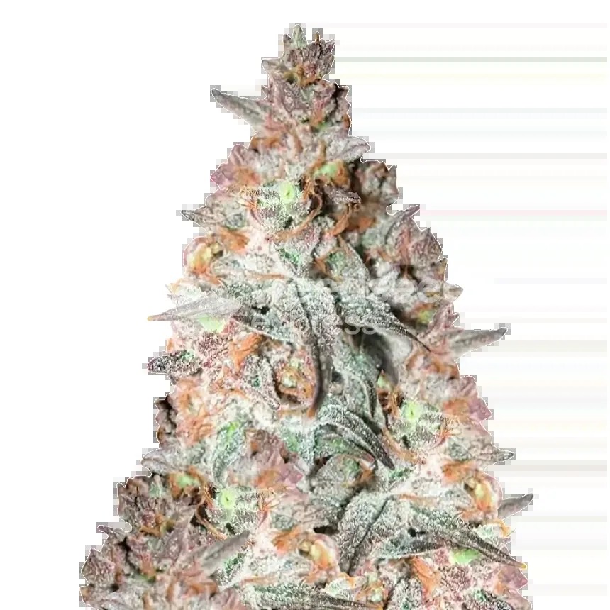Black Cherry Soda Seeds