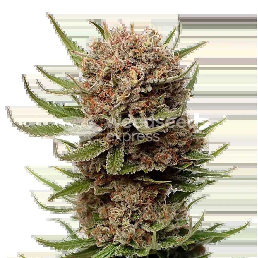 Black Domina Seeds