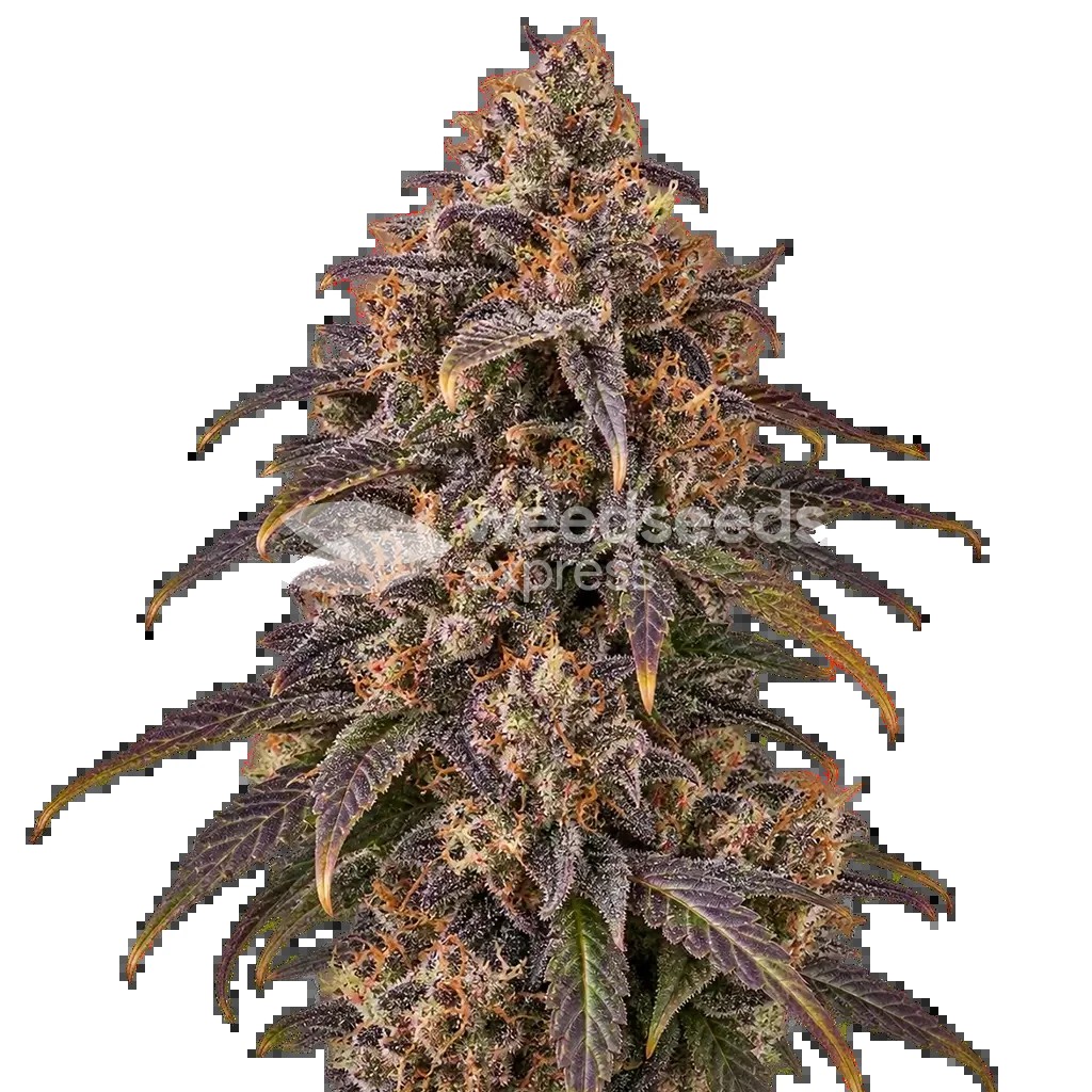 Black Hulk Seeds