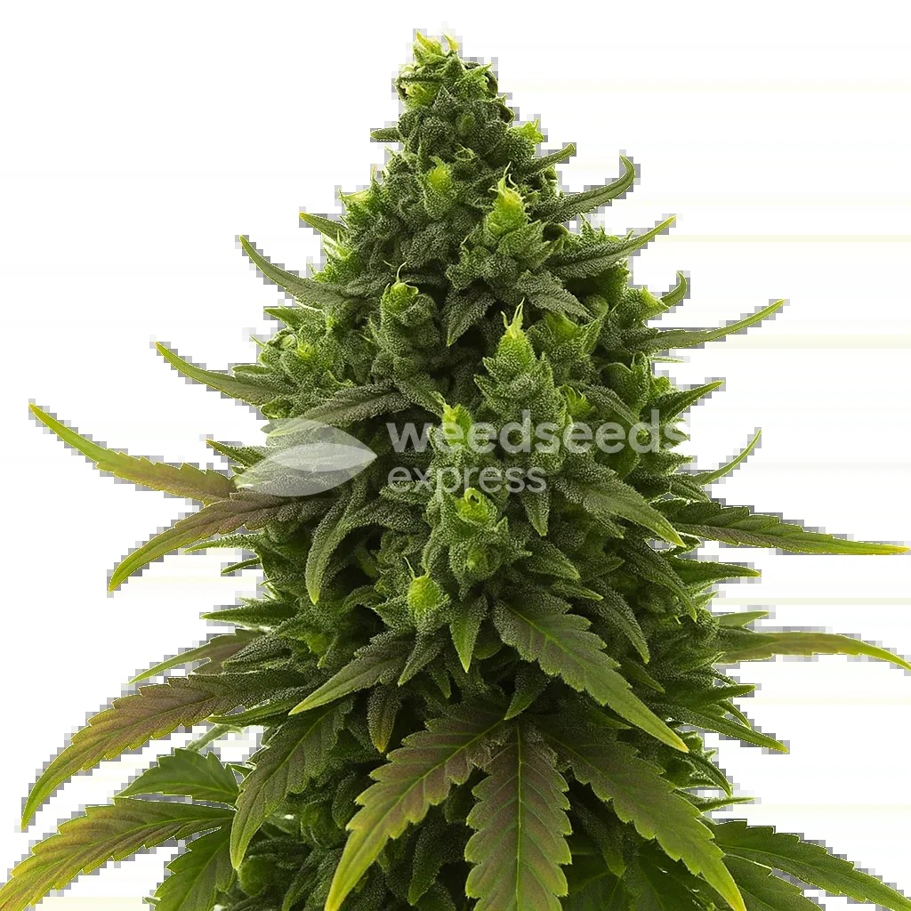 Black Jack Auto Seeds