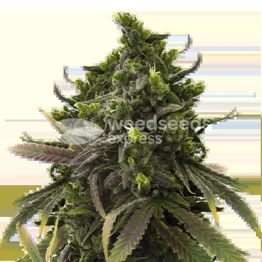 Black Jack Seeds