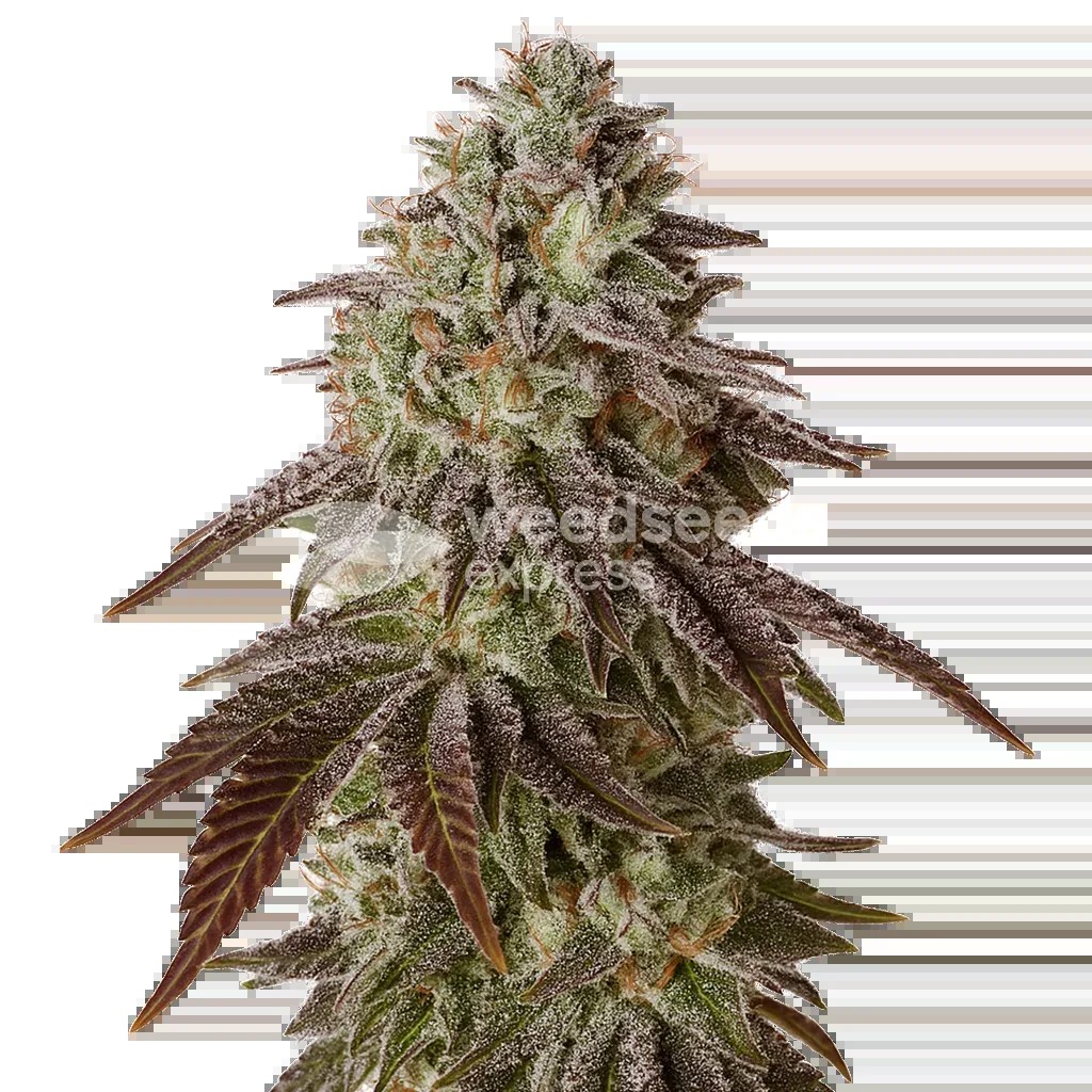 Black Runtz Auto Seeds
