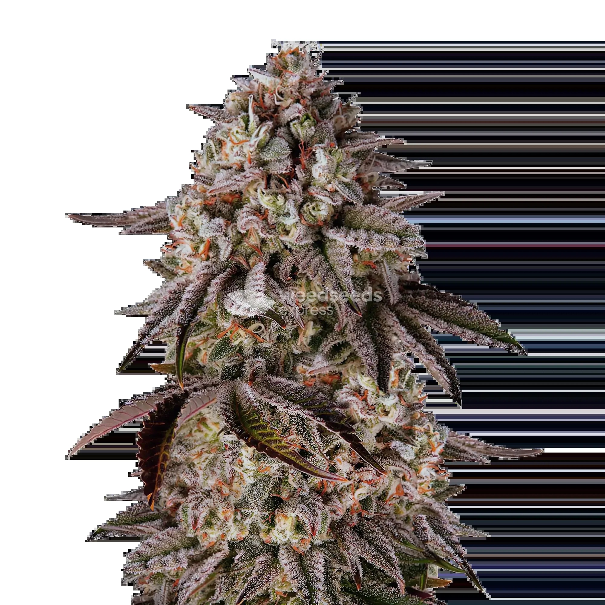 Black Runtz Seeds