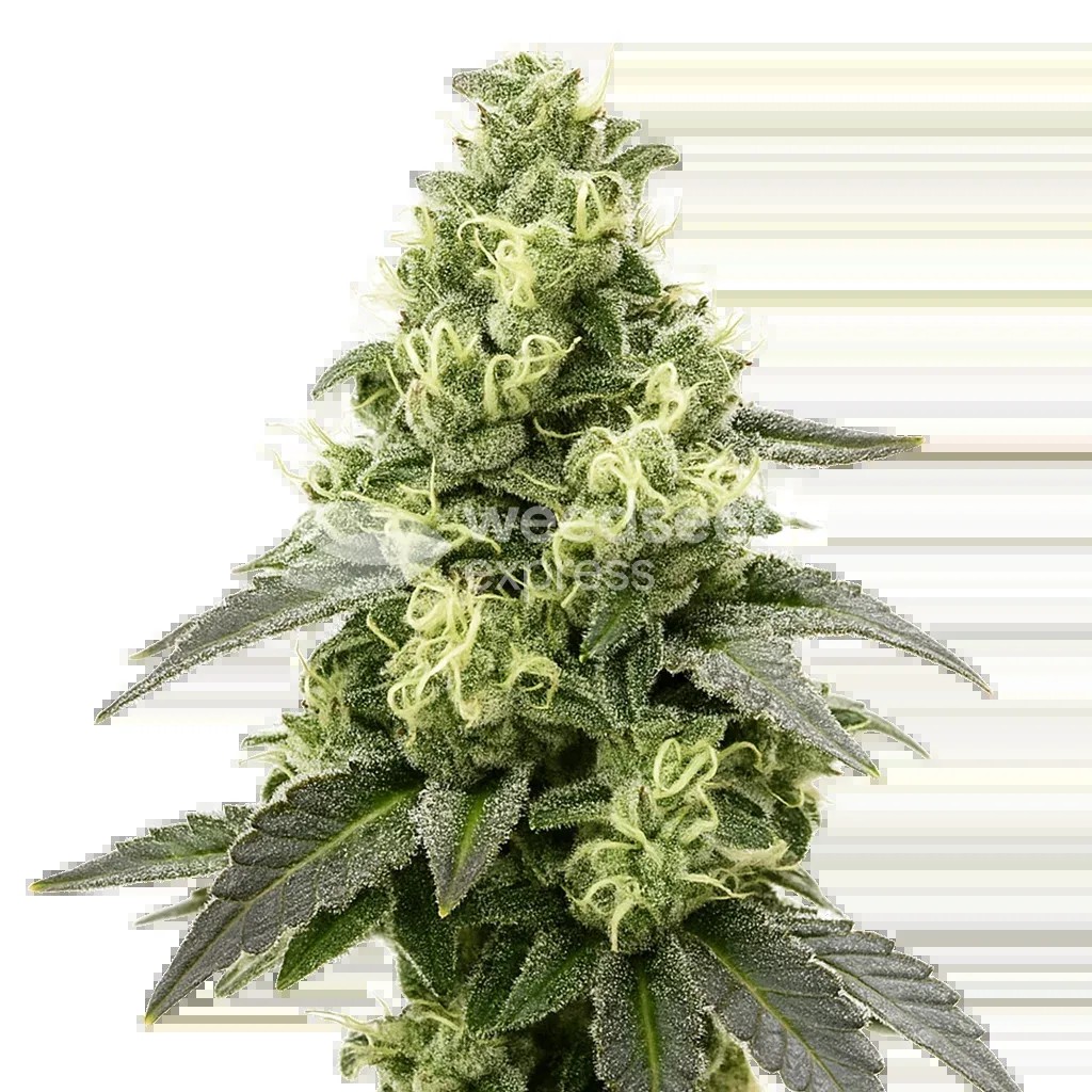 Black Widow Auto Seeds