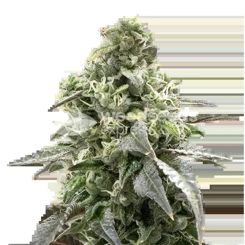 Black Widow Seeds