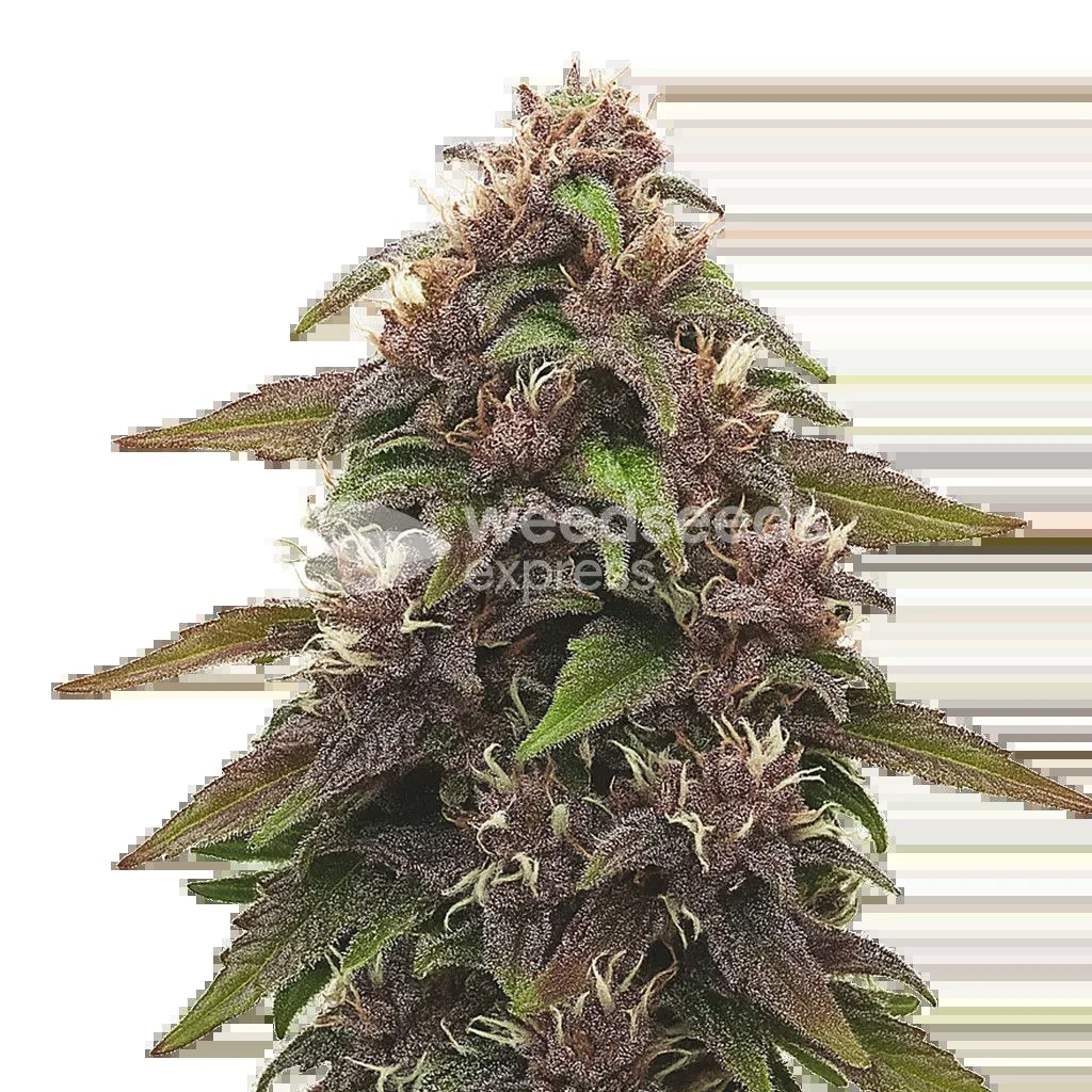 Blackberry Kush Auto Seeds