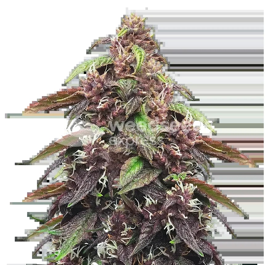 Blackberry Kush Seeds