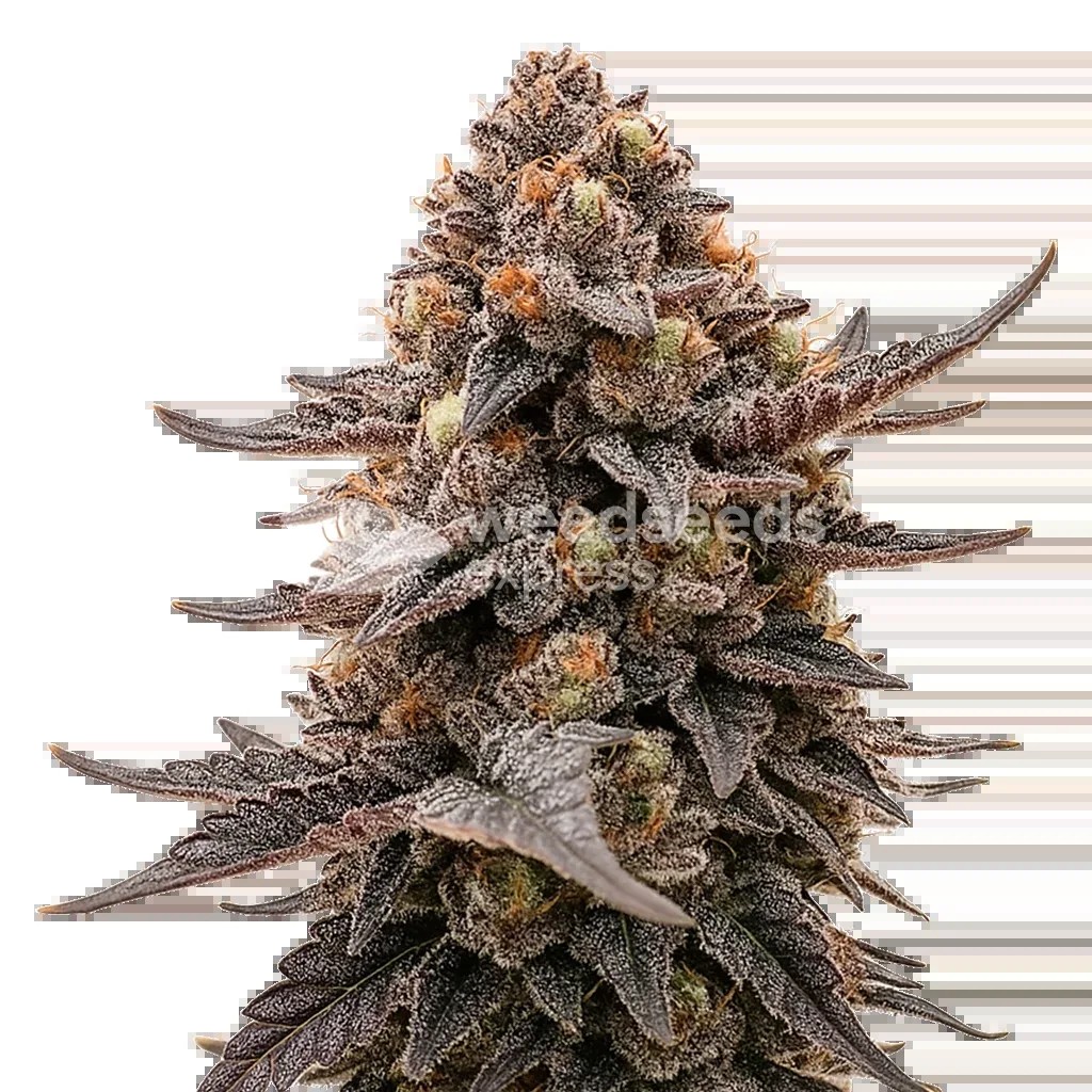Blackberry Moonrocks Auto Seeds