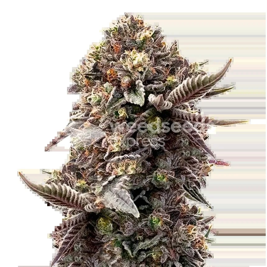 Blackberry Moonrocks Seeds