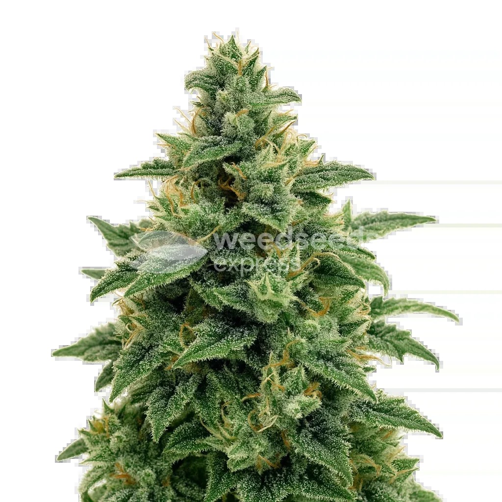 Blue Amnesia Auto Seeds