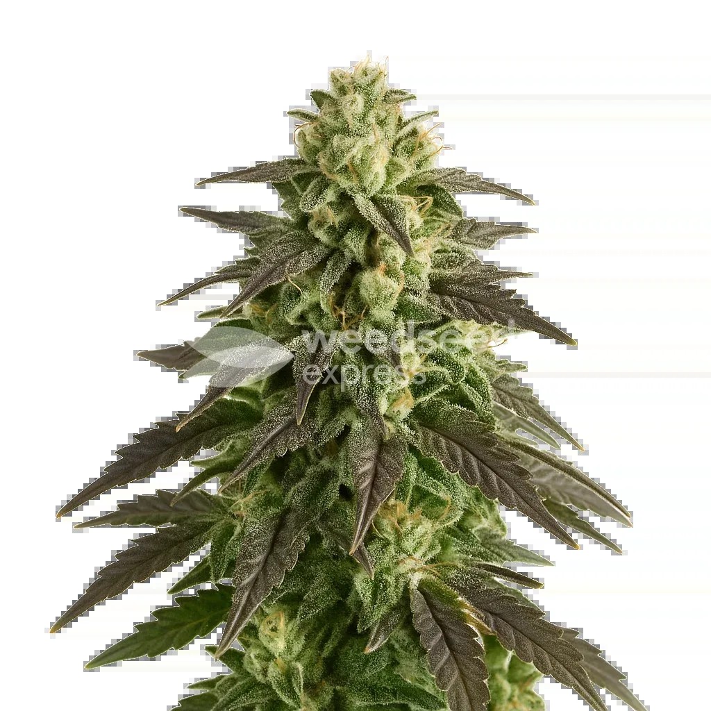 Blue Cheese Auto Seeds