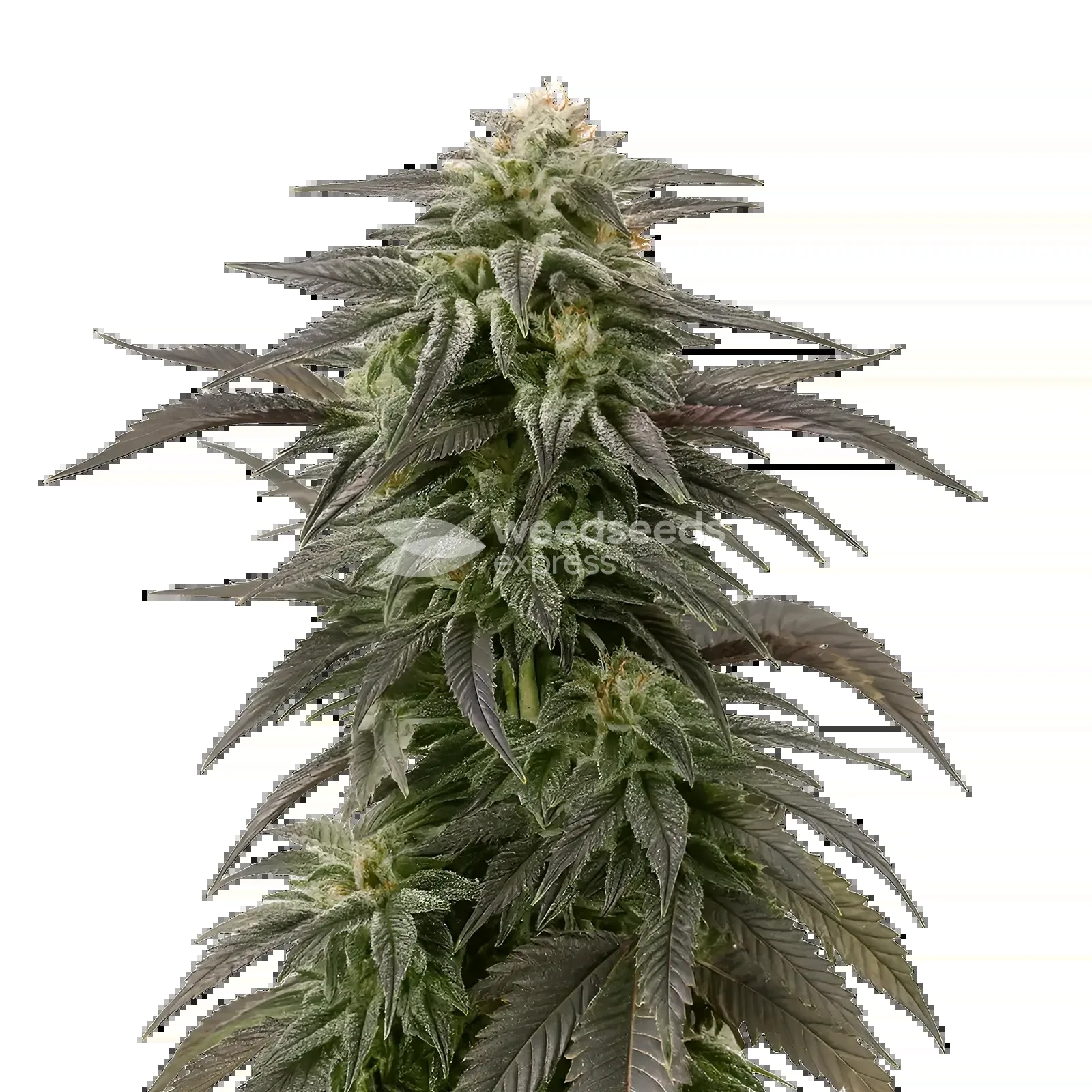 Blue Cheese Seeds