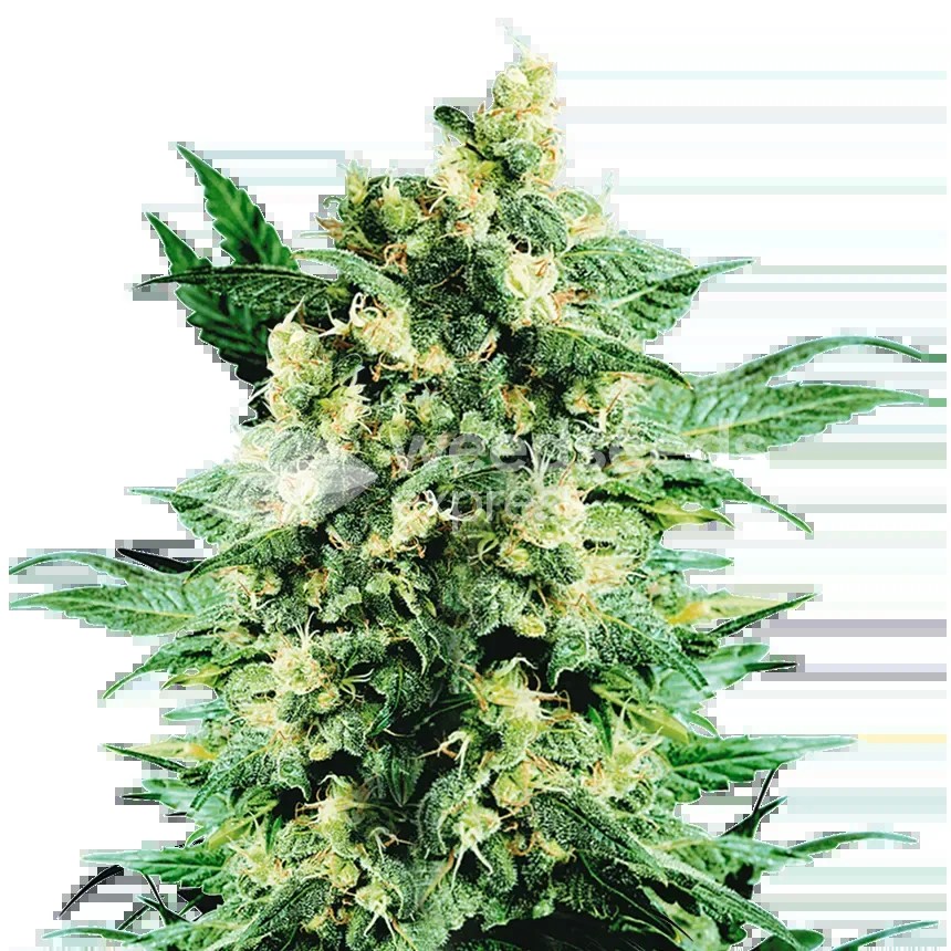 Blue Cookies Seeds