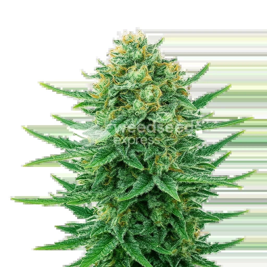 Blue Dream Auto Seeds