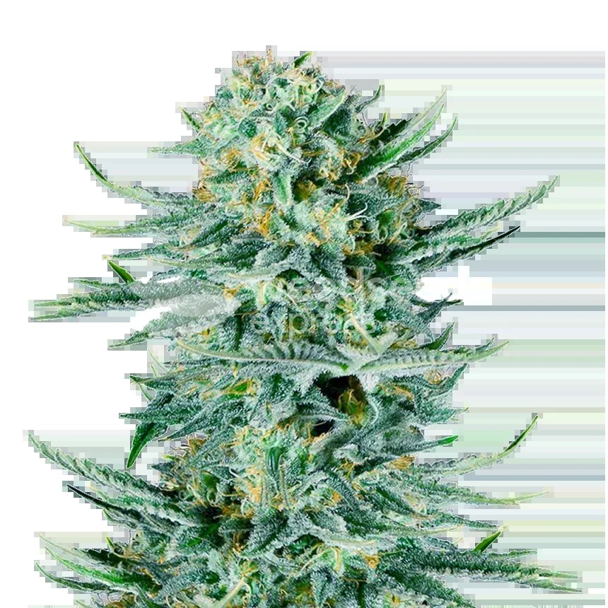Blue Dream Seeds