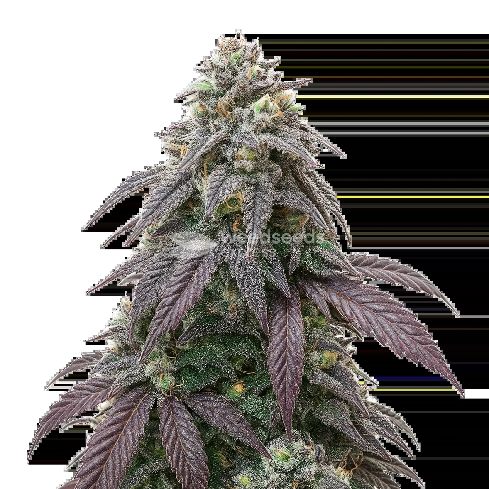 Blue Zushi Seeds