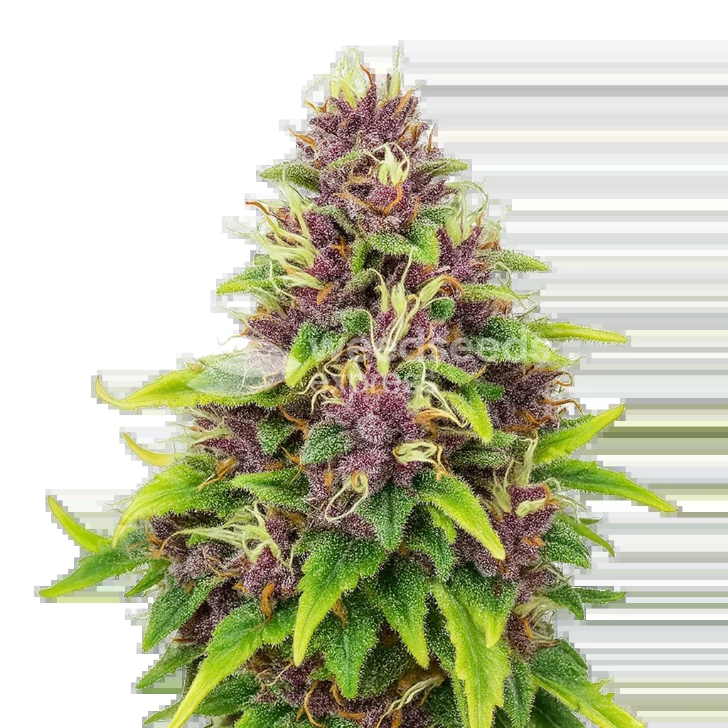 Blueberry Auto Seeds