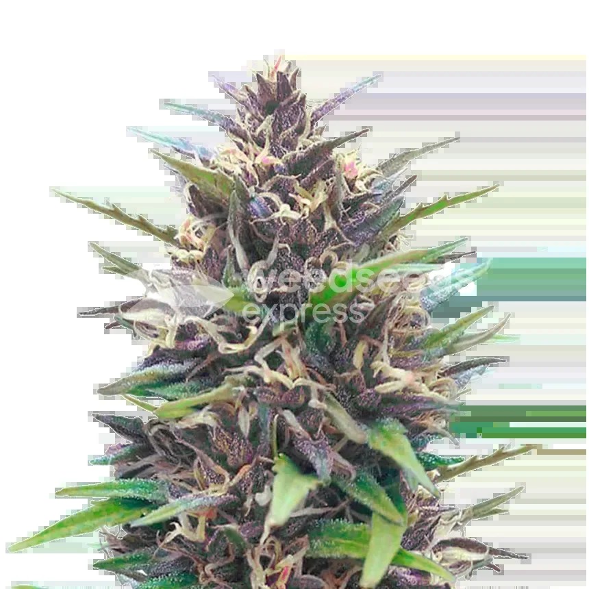 Blueberry CBD Seeds