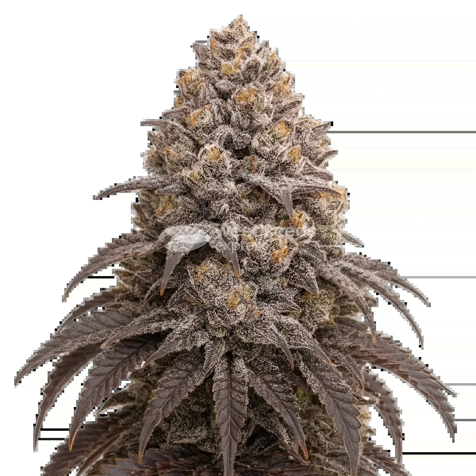 Blueberry Kush Seeds
