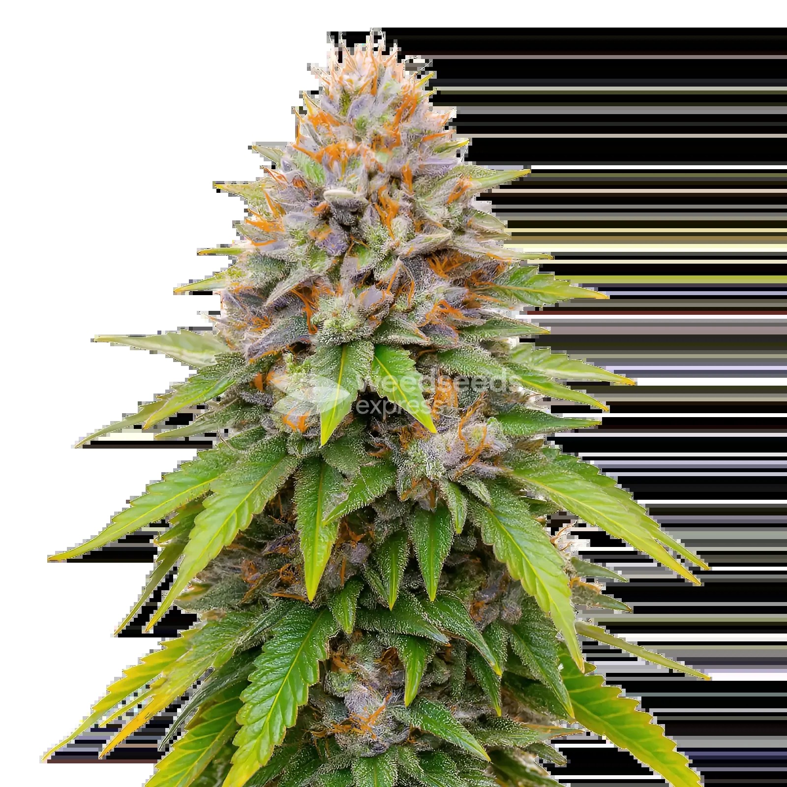 Blueberry Muffin Seeds