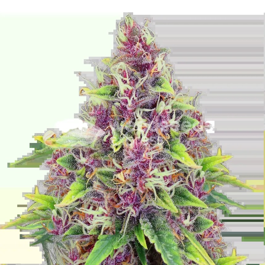 Blueberry Seeds