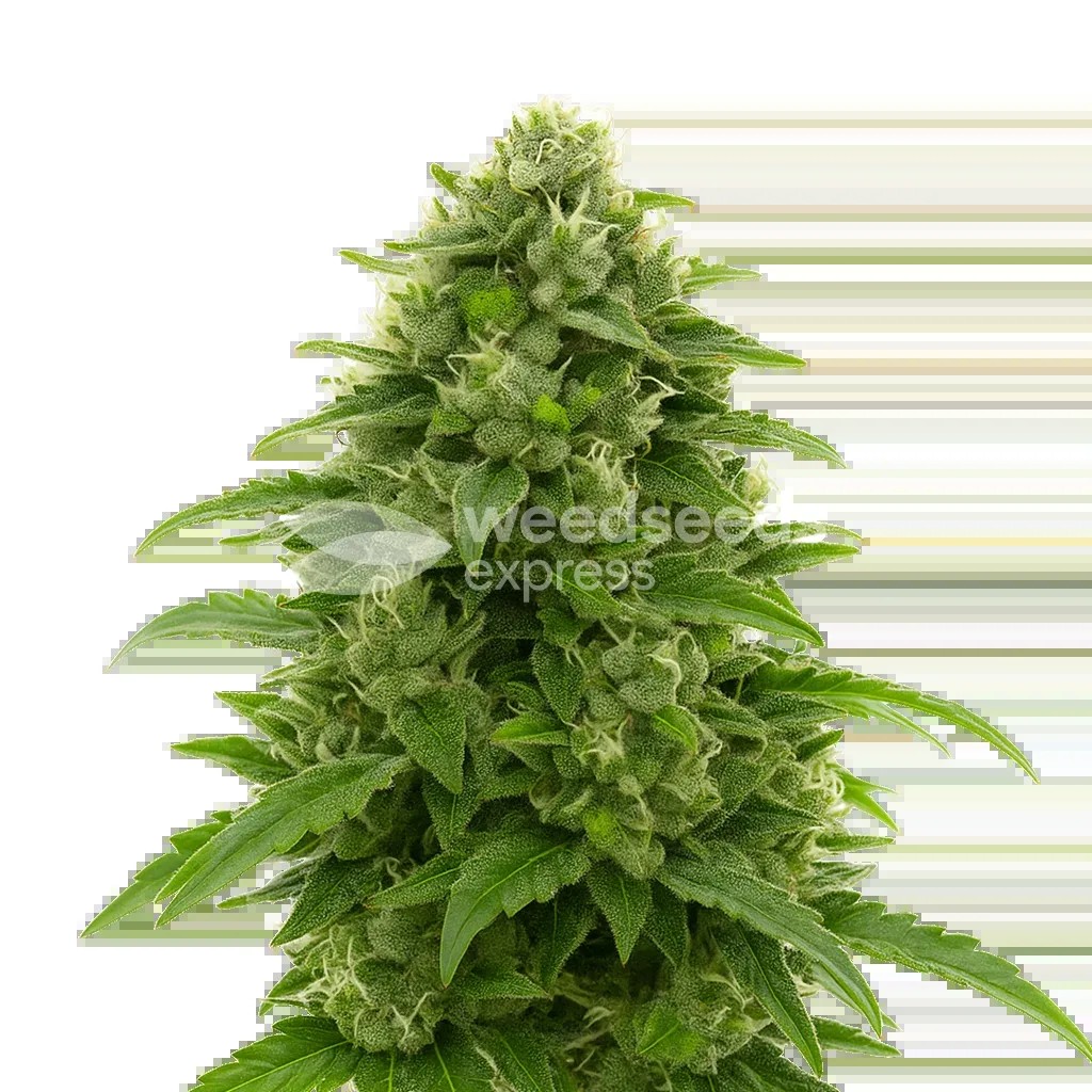 Bruce Banner Auto Seeds