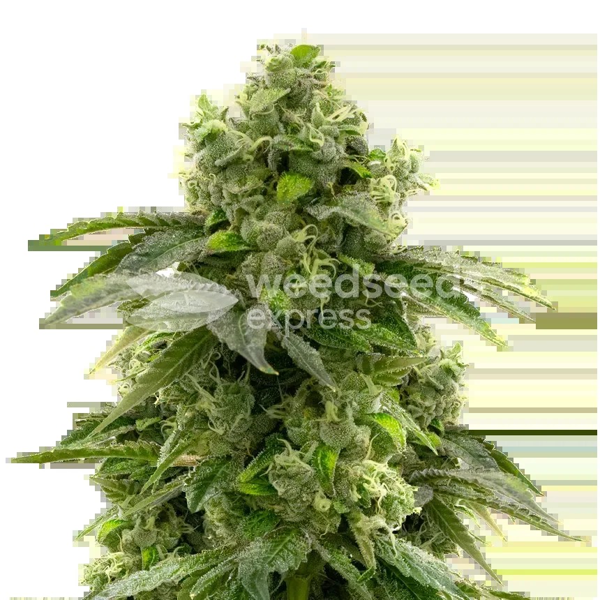 Bruce Banner Seeds