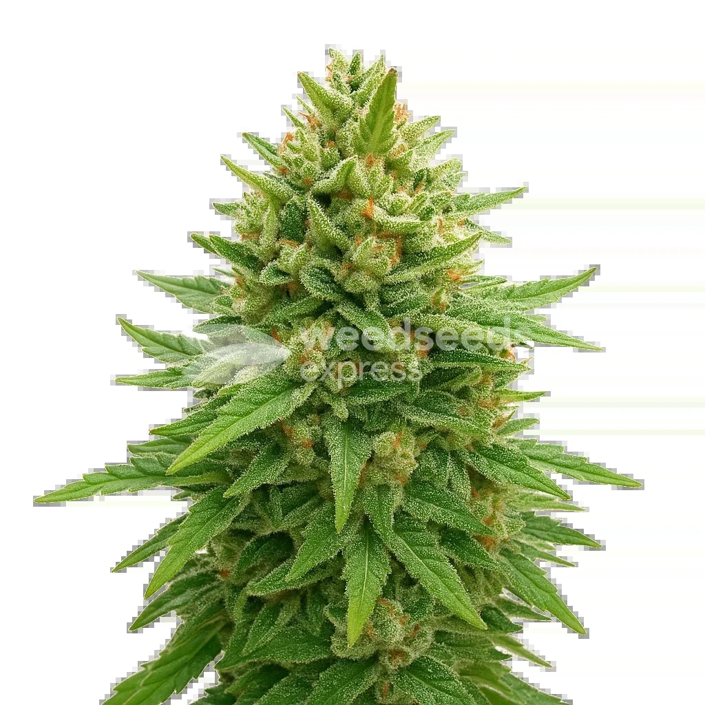 Bubba Kush Auto Seeds