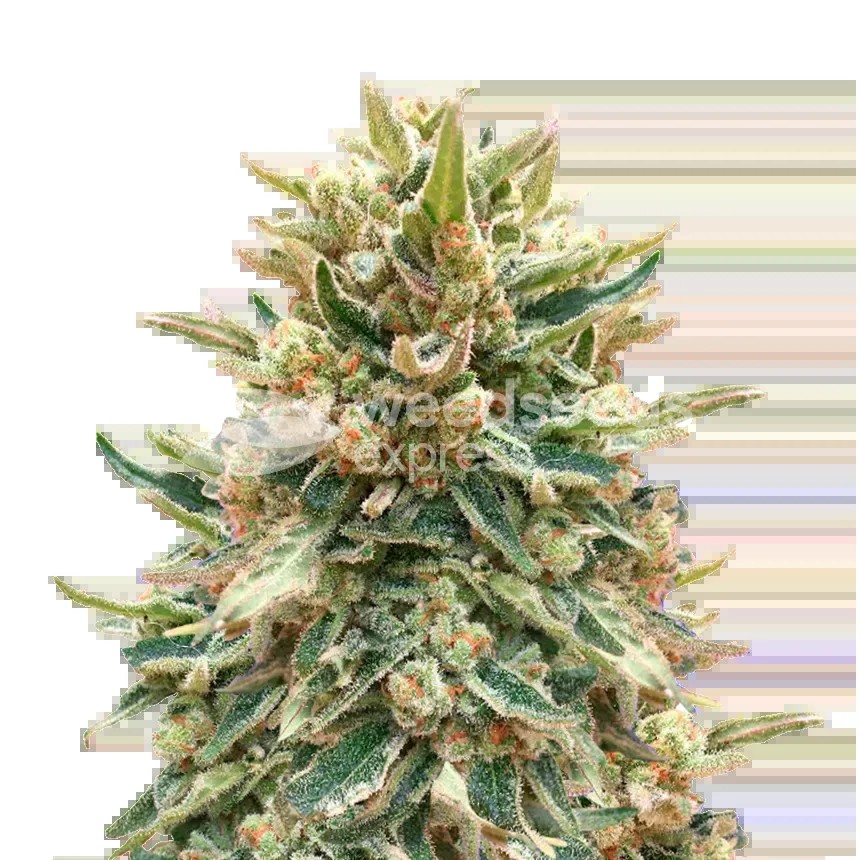 Bubba Kush Seeds