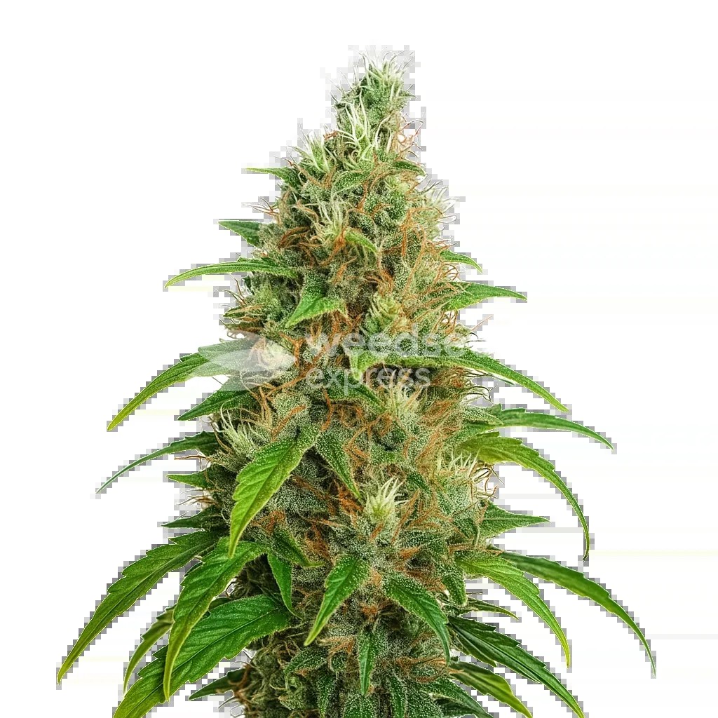Bubblegum Auto Seeds