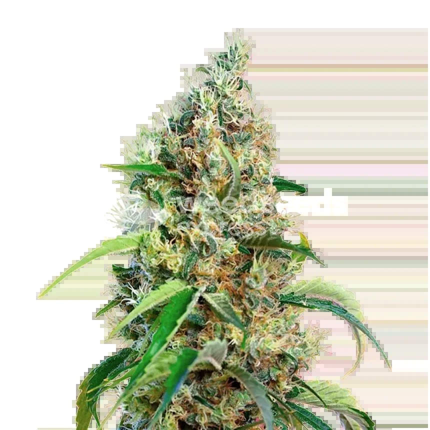 Bubblegum Regular Seeds