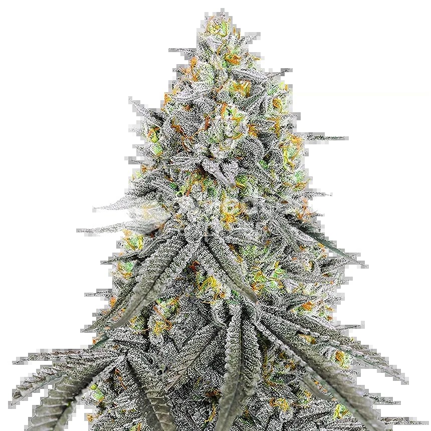 Bubblegum Sherbet Seeds