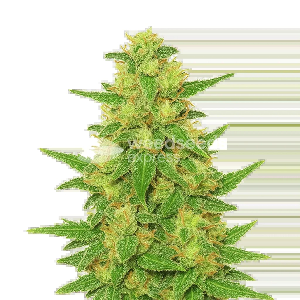 C. Banana Auto Seeds