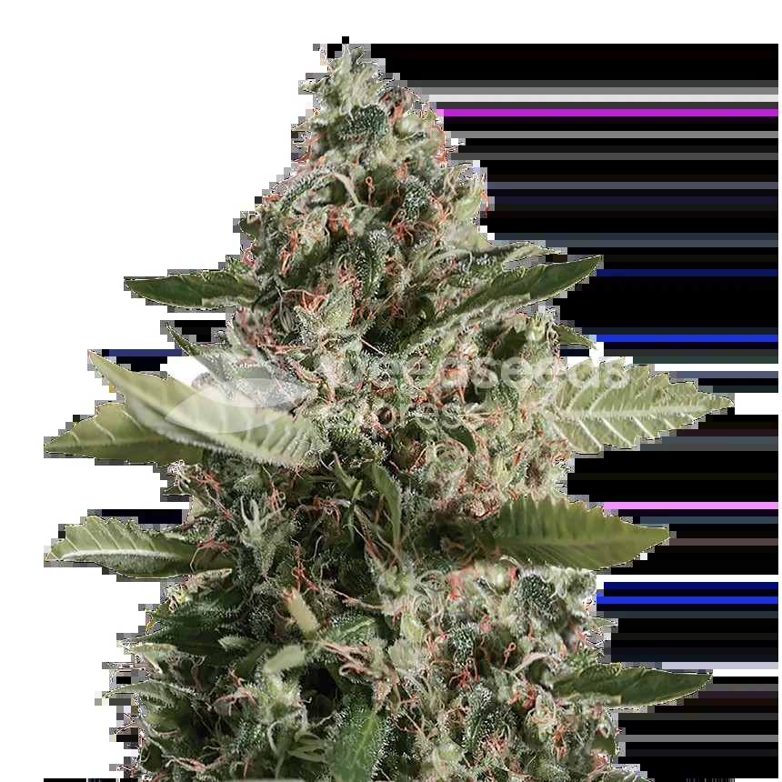 CBD Candida Seeds