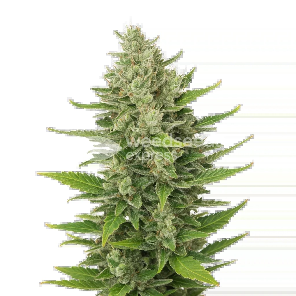CBD Critical Mass Auto Seeds