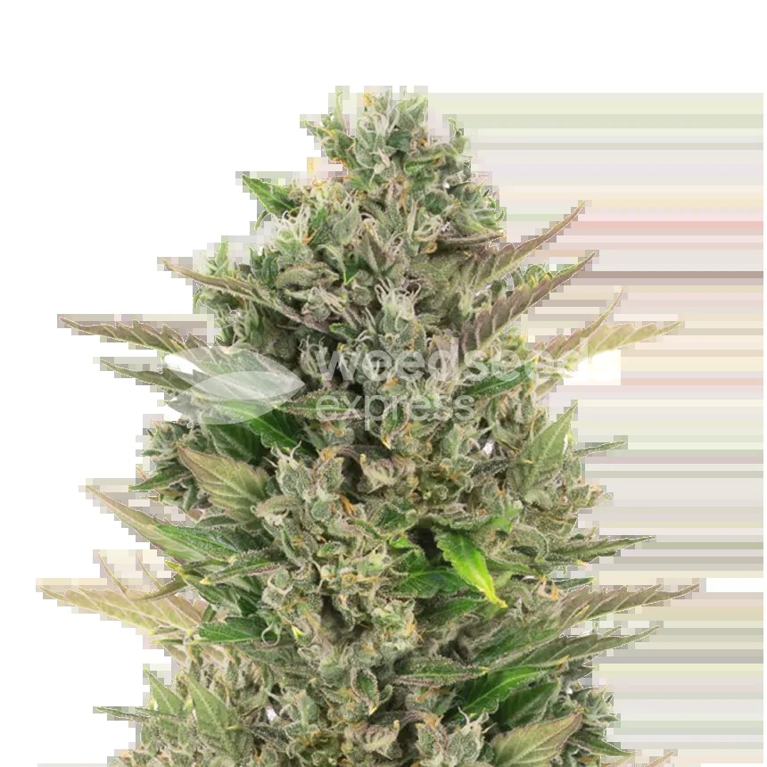 CBD Critical Mass Seeds