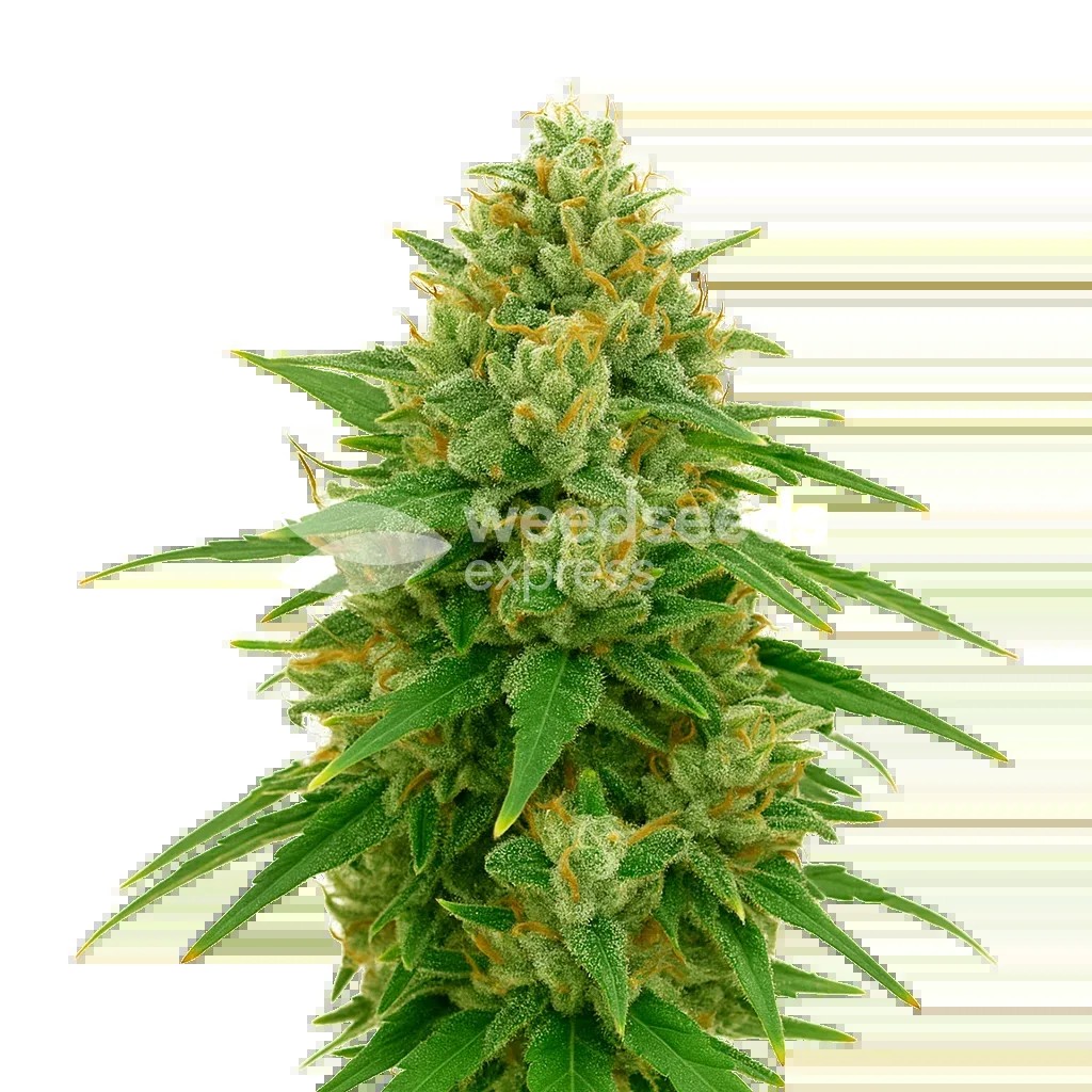 CBD Express Auto Seeds