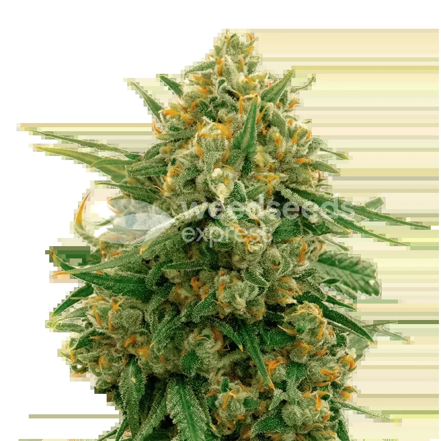 CBD Express Seeds