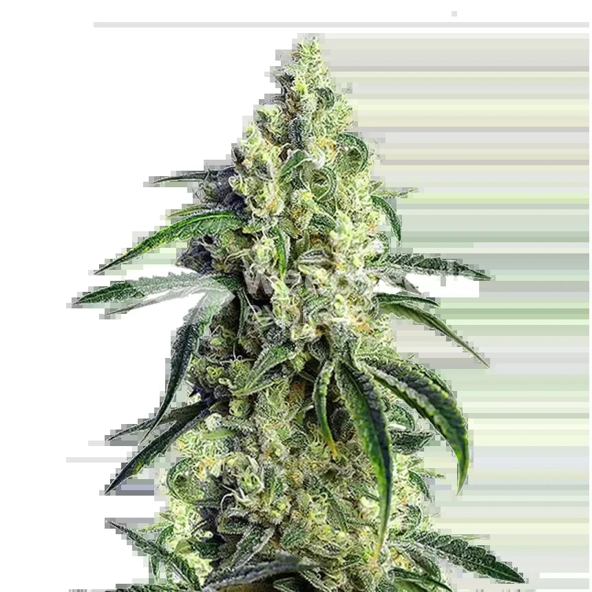 CBD Girl Scout Cookies Seeds