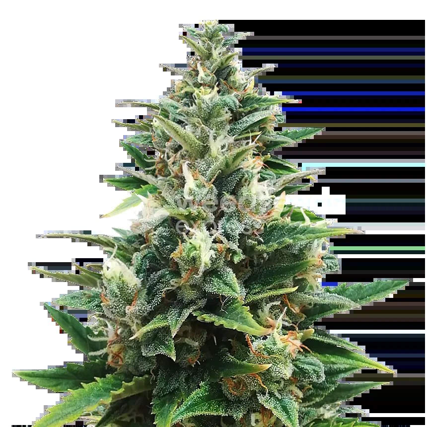 CBD Harle-Tsu Seeds