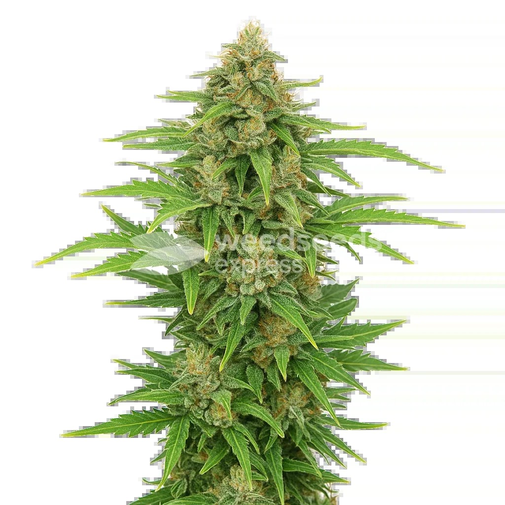 CBD Kush Auto Seeds