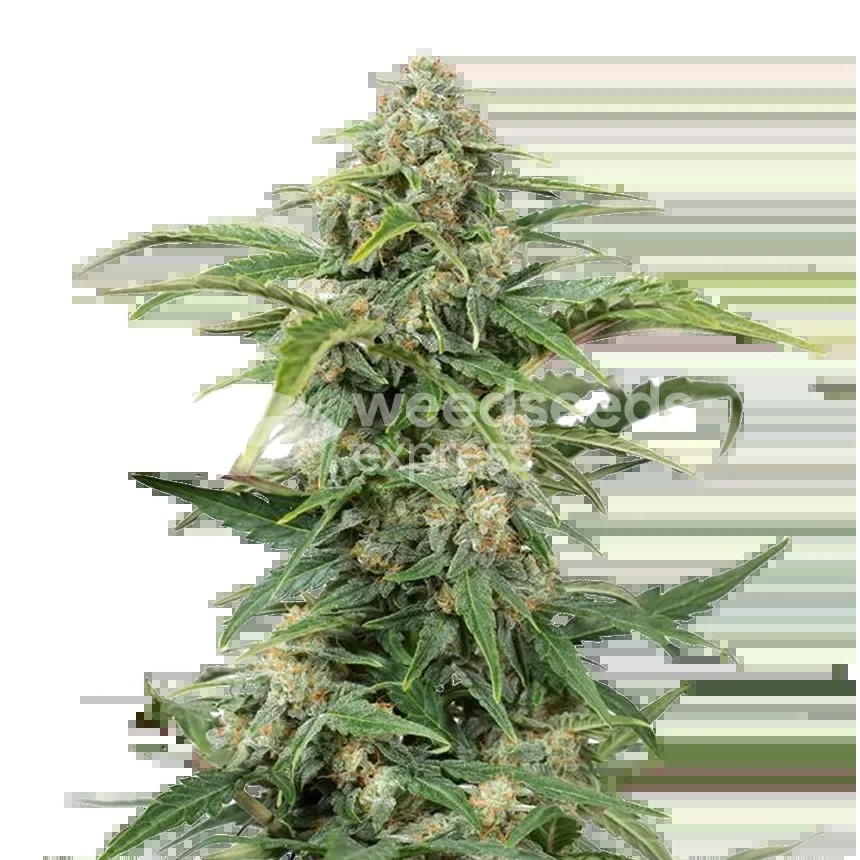CBD Kush Seeds