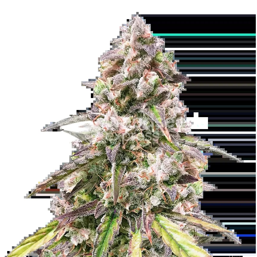 CBD Mango Seeds