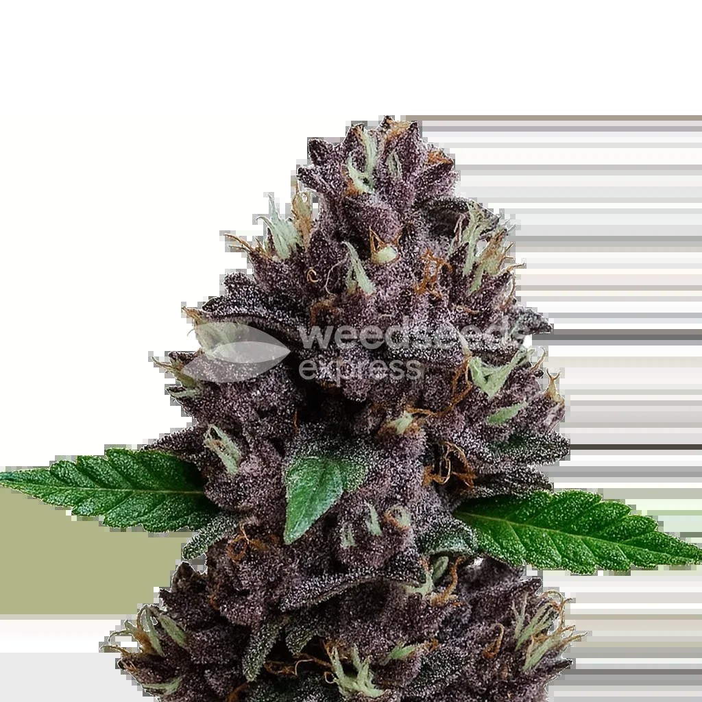 CBD Purple Kush Auto Seeds