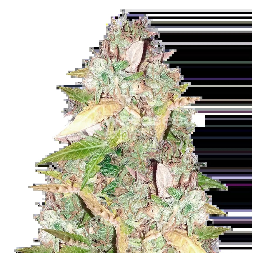 CBD Sugar Seeds