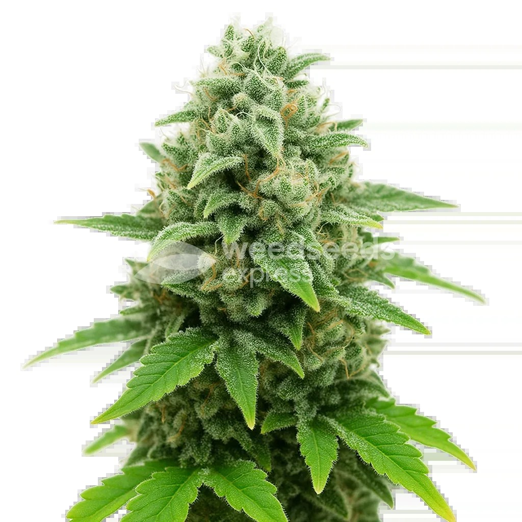 CBD White Widow Auto Seeds